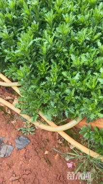 高度20厘米木春菊