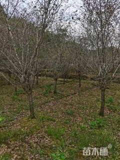 12公分垂丝海棠