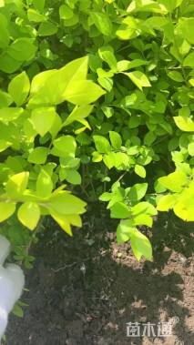 高度40厘米金叶女贞小苗