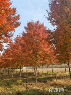 22公分美国红枫-红点
