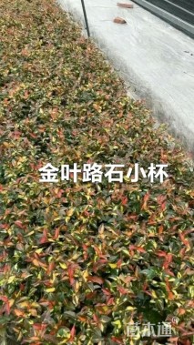 高度20厘米金叶络石