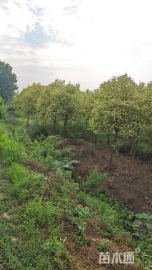 高度900厘米雪松