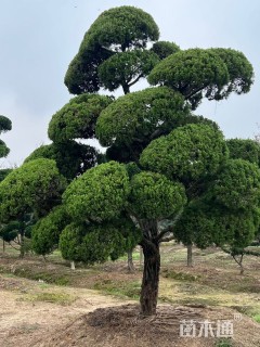 高度5000厘米龙柏