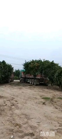 高度300厘米丛生三角枫