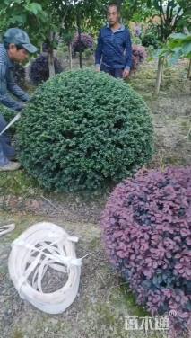 冠幅140厘米龟甲冬青球