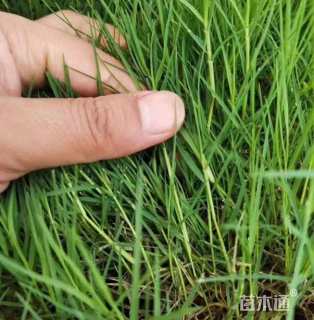 百慕大草种子