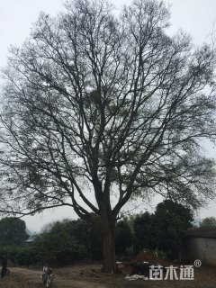 100公分朴树