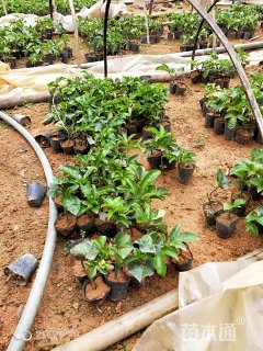 主蔓长5厘米西番莲