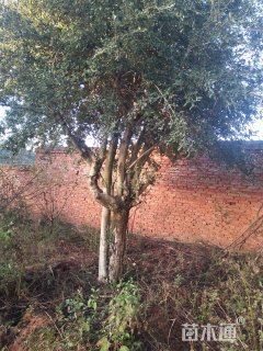 高度300厘米小叶石楠