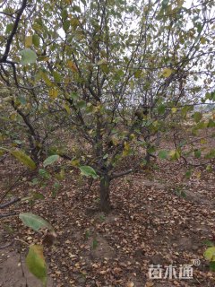 16公分八棱海棠