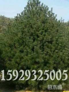 高度400厘米白皮松