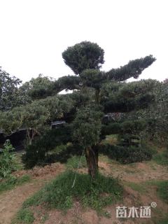 21.5公分造型罗汉松