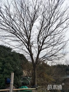35公分榉树