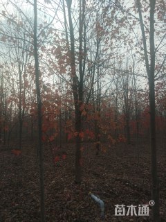 15公分美国红枫