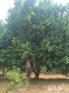 高度550厘米香橼