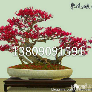 70厘米造型紫薇