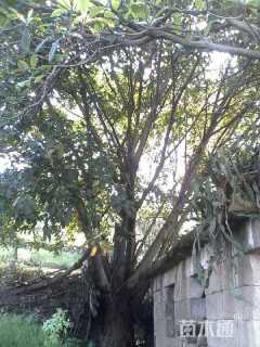 90公分黄葛树