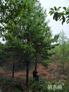 15公分乐昌含笑