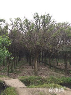 20公分鸡冠刺桐