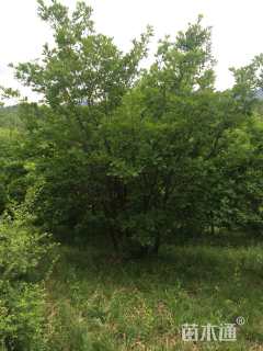高度700厘米丛生蒙古栎