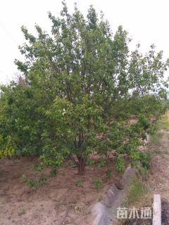 15公分八棱海棠