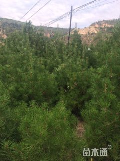 高度300厘米白皮松