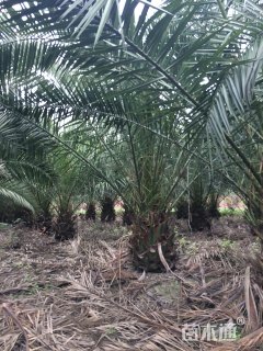 裸干高40厘米加拿利海枣