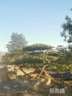 高度100厘米黑松