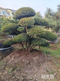 10公分造型赤楠