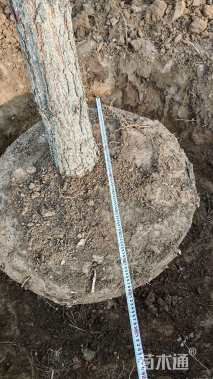 高度600厘米樟子松