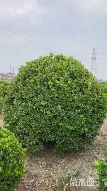 冠幅250厘米大叶黄杨球
