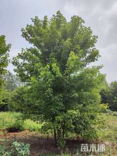 高度300厘米丛生三角枫