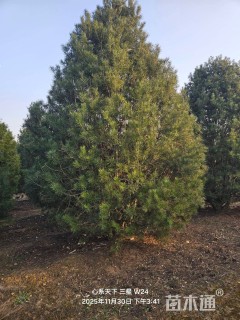 高度500厘米白皮松