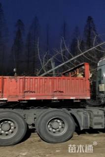 10公分金叶水杉