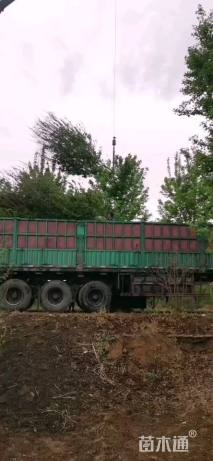 高度500厘米丛生红枫