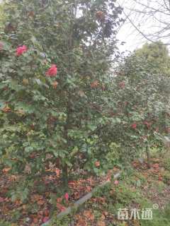 高度2500厘米茶花