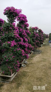 10公分造型三角梅