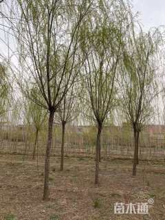 14公分青皮垂柳