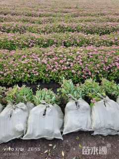 高度40厘米绣线菊