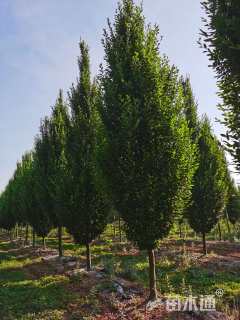 15公分欧洲鹅耳枥