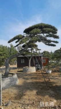 35公分造型油松