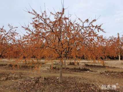 高度580厘米印第安魔力海棠