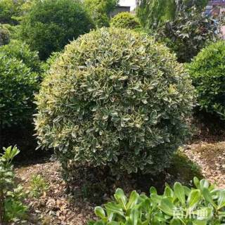 冠幅150厘米金边黄杨球