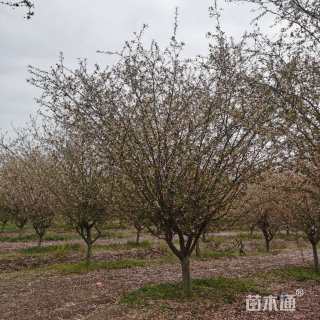 15公分垂丝海棠