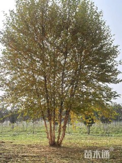 高度800厘米丛生河桦