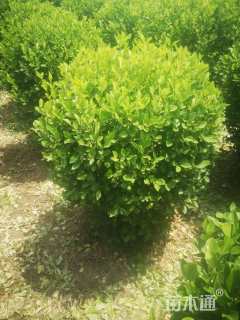 冠幅100厘米卫矛球