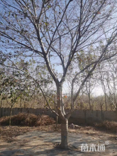 17公分染井吉野樱