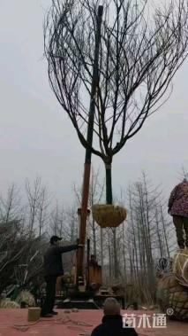 18公分日本晚樱