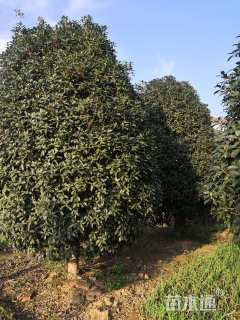 高度350厘米丛生桂花