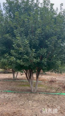 高度400厘米丛生五角枫